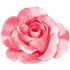 Ilustração delicada de uma rosa, símbolo do cuidado e rejuvenescimento da pele madura.